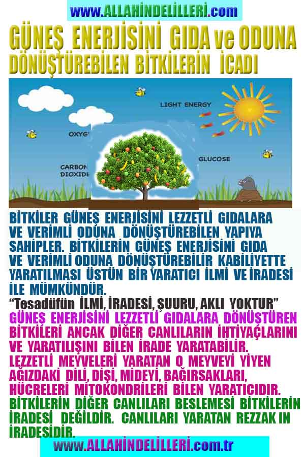 Allahın Delilleri net