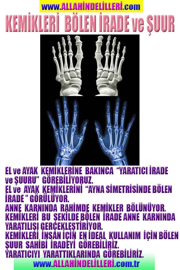 Allahın Delilleri net