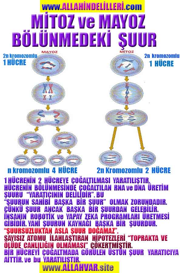 Allahın Delilleri net