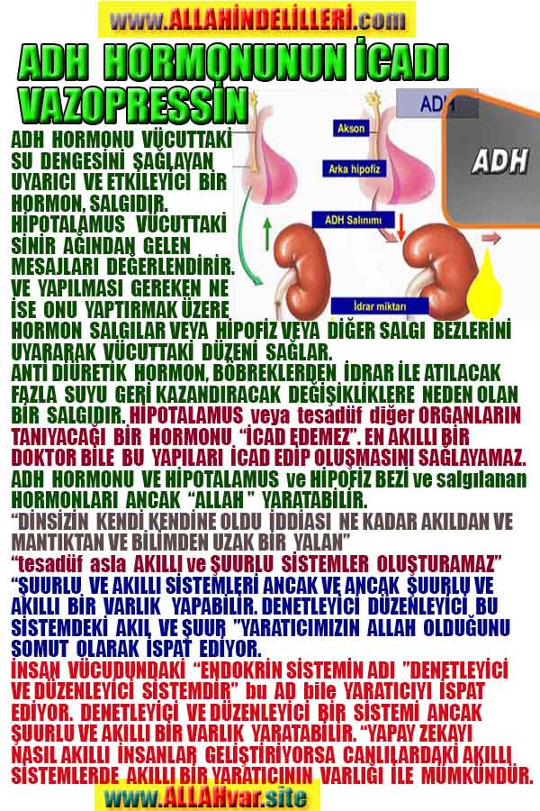 Allahın Delilleri net