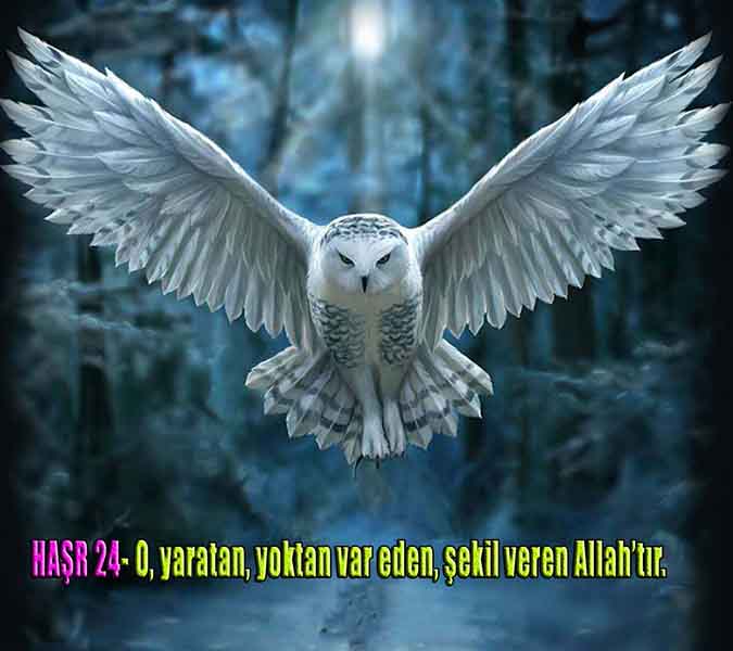 Allahın Delilleri net